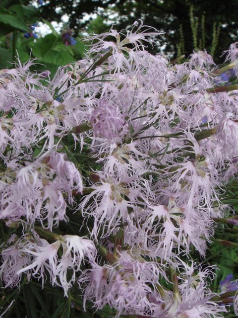 Dianthus superbus fleur